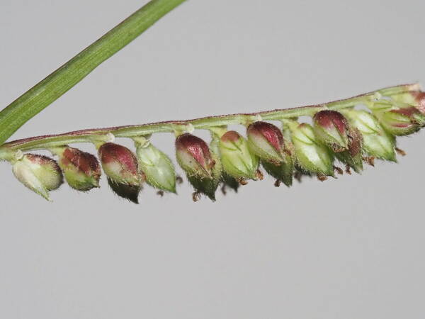 Echinochloa colonum subsp. colonum Spikelets