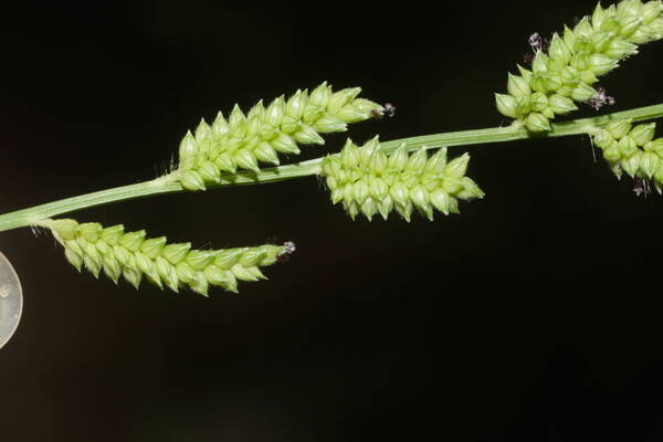 Echinochloa colonum subsp. colonum Spikelets