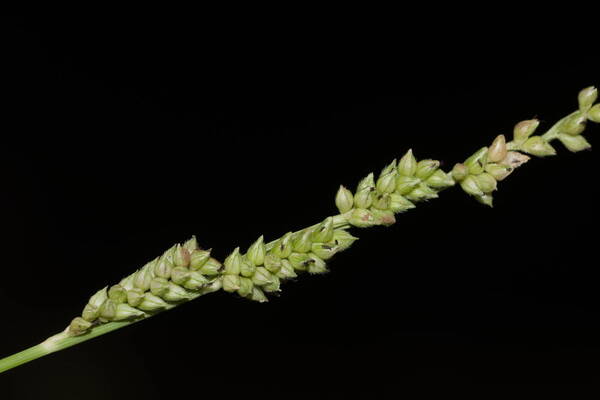 Echinochloa colonum subsp. colonum Spikelets