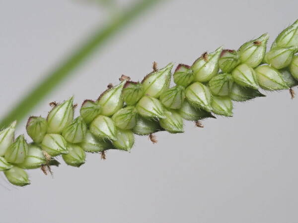 Echinochloa colonum subsp. colonum Spikelets