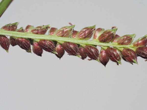 Echinochloa colonum subsp. colonum Spikelets