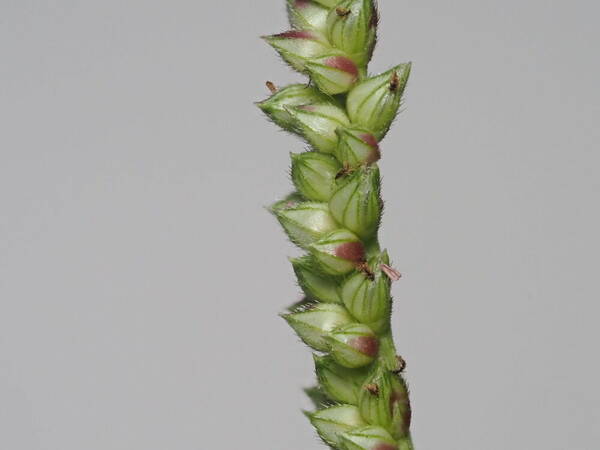 Echinochloa colonum subsp. colonum Spikelets