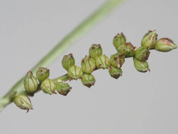 Echinochloa colonum subsp. colonum Spikelets