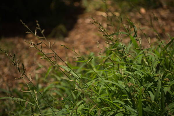 Echinochloa colonum subsp. colonum Habit