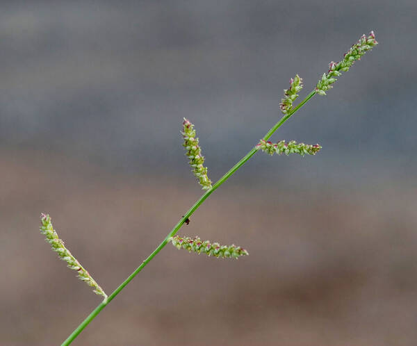 Echinochloa colonum subsp. colonum Inflorescence