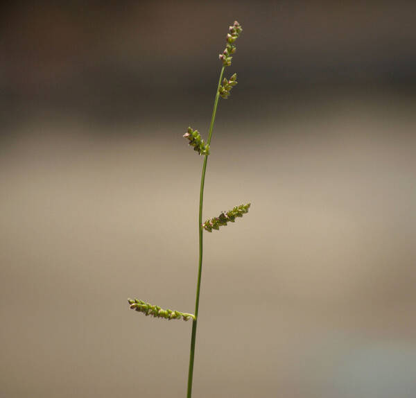 Echinochloa colonum subsp. colonum Inflorescence