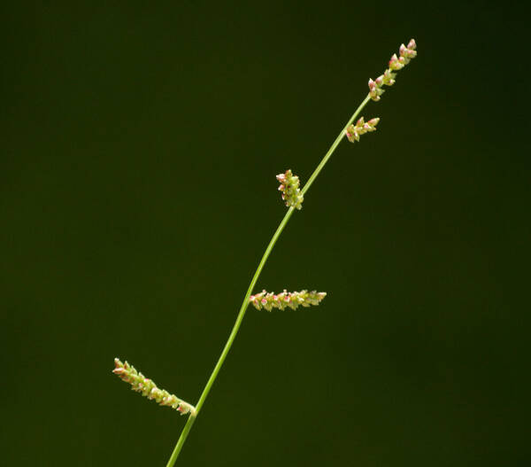 Echinochloa colonum subsp. colonum Inflorescence