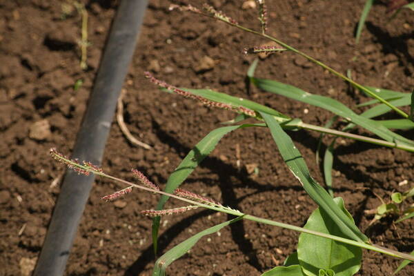 Echinochloa colonum subsp. colonum Inflorescence