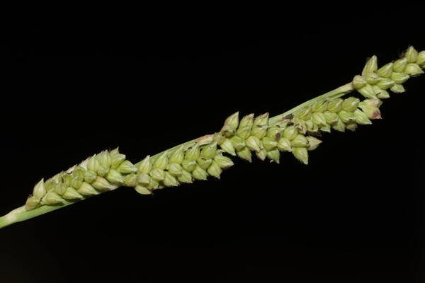 Echinochloa colonum subsp. colonum Inflorescence