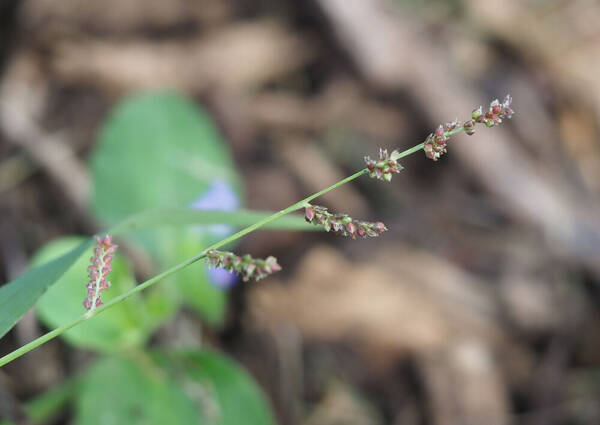 Echinochloa colonum subsp. colonum Inflorescence