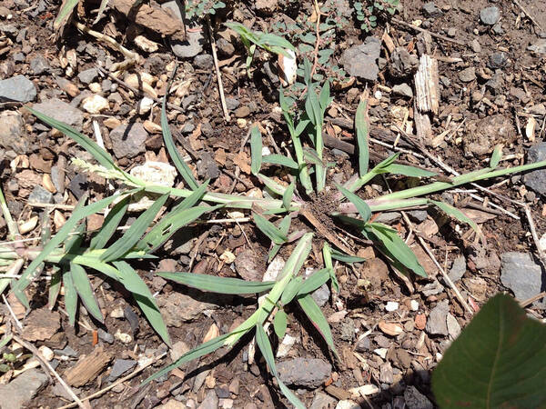 Echinochloa colonum subsp. colonum Plant