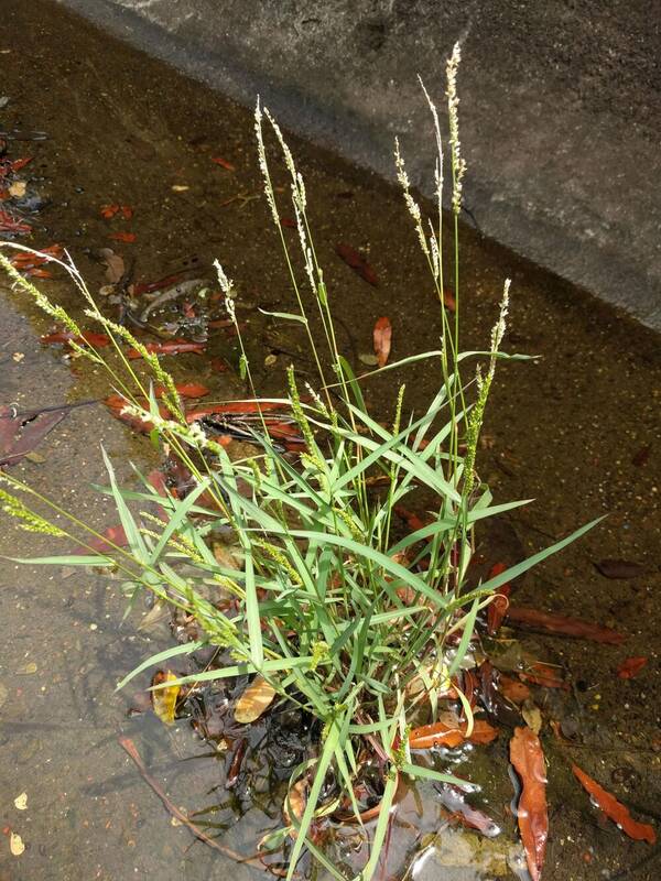 Echinochloa colonum subsp. colonum Plant