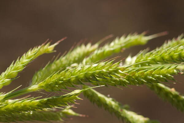 Echinochloa crus-galli subsp. crus-galli Spikelets