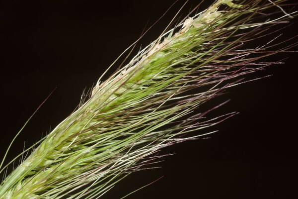 Echinochloa crus-galli subsp. crus-galli Spikelets