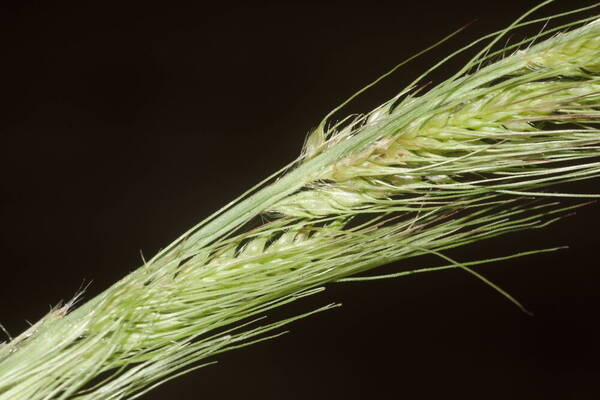 Echinochloa crus-galli subsp. crus-galli Spikelets