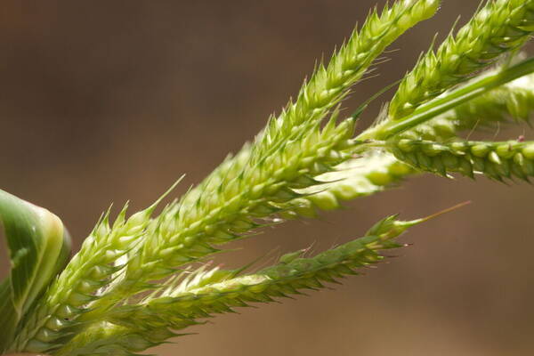 Echinochloa crus-galli subsp. crus-galli Spikelets