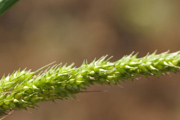 Echinochloa crus-galli subsp. crus-galli Spikelets