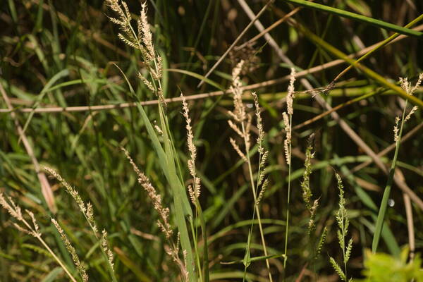 Echinochloa crus-galli subsp. crus-galli Habit