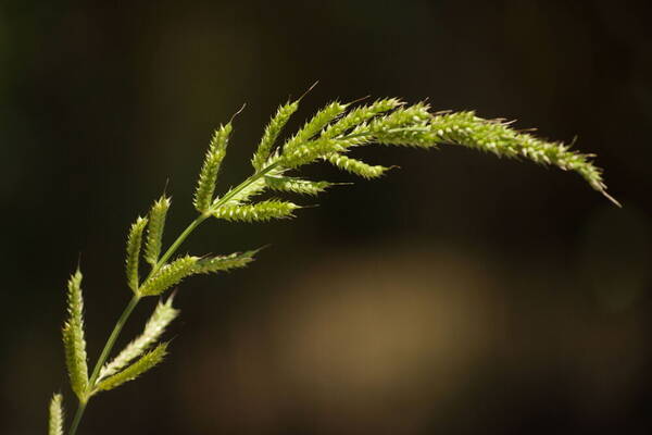 Echinochloa crus-galli subsp. crus-galli Inflorescence