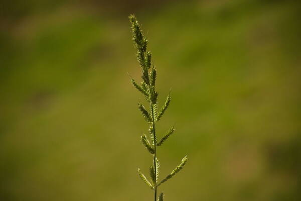 Echinochloa crus-galli subsp. crus-galli Inflorescence