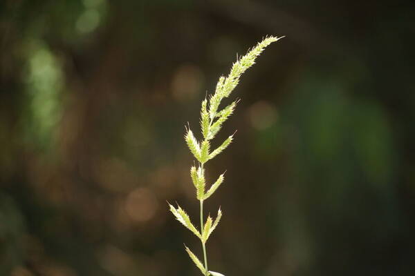 Echinochloa crus-galli subsp. crus-galli Inflorescence