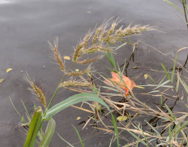 Echinochloa crus-galli subsp. crus-galli Inflorescence