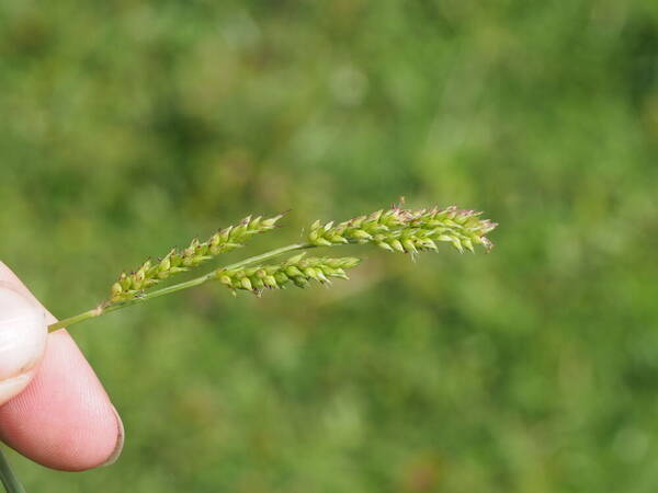 Echinochloa crus-galli subsp. crus-galli Inflorescence