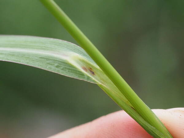 Echinochloa haploclada Collar