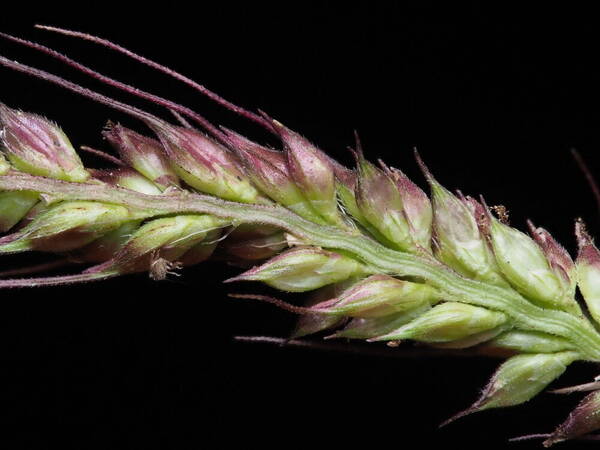 Echinochloa haploclada Spikelets