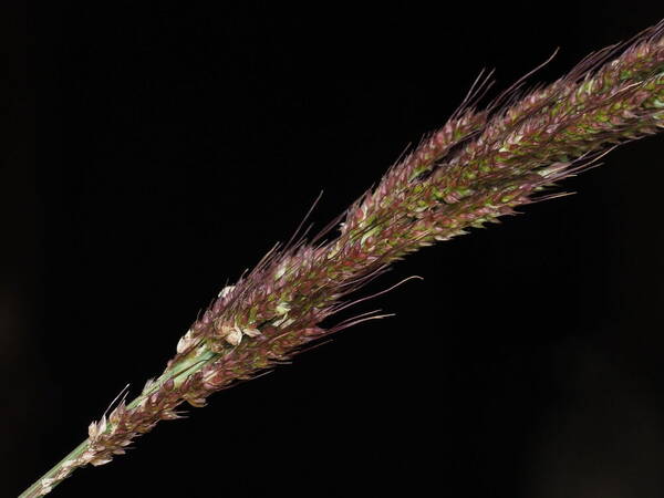 Echinochloa haploclada Spikelets