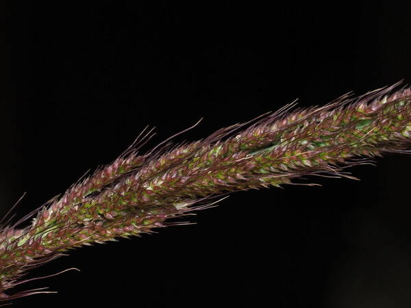 Echinochloa haploclada Spikelets