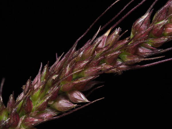 Echinochloa haploclada Spikelets