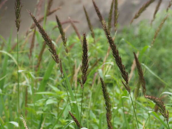 Echinochloa haploclada Habit