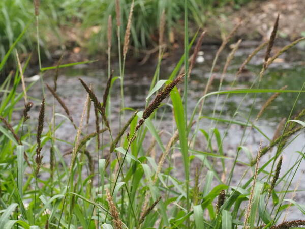 Echinochloa haploclada Habit