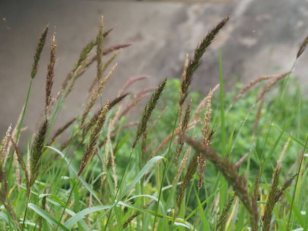 Echinochloa haploclada Habit