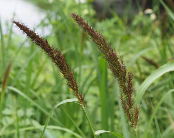 Echinochloa haploclada Inflorescence