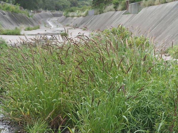 Echinochloa haploclada Landscape