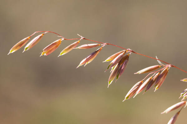 Ehrharta calycina Spikelets