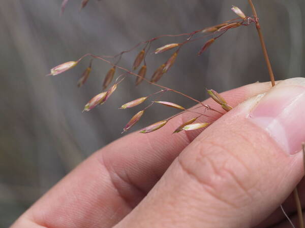 Ehrharta calycina Spikelets