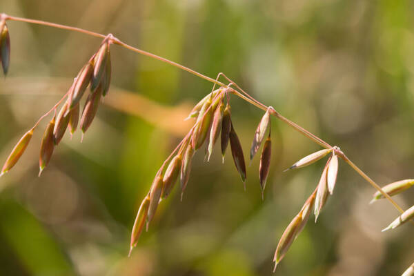 Ehrharta calycina Spikelets