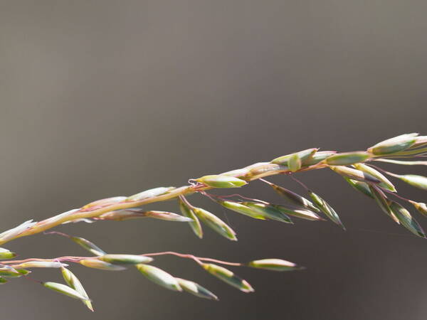 Ehrharta calycina Spikelets