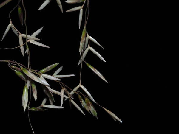 Ehrharta calycina Spikelets