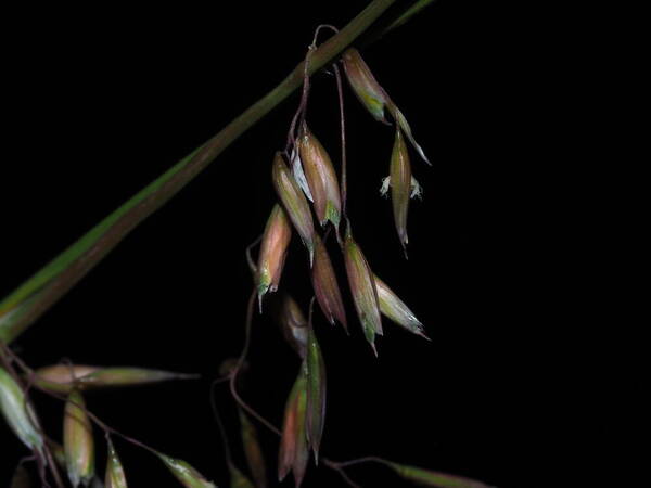 Ehrharta calycina Spikelets