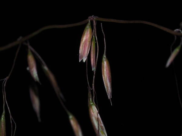 Ehrharta calycina Spikelets