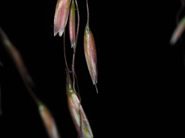 Ehrharta calycina Spikelets