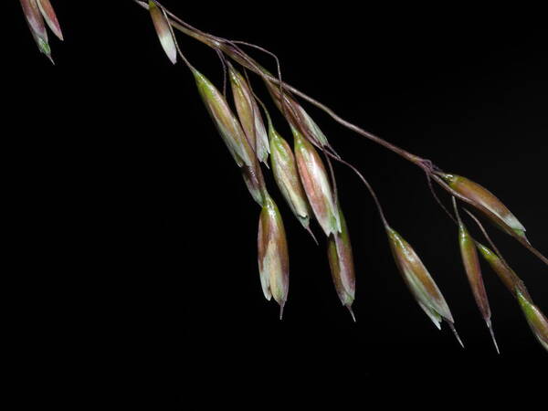 Ehrharta calycina Spikelets