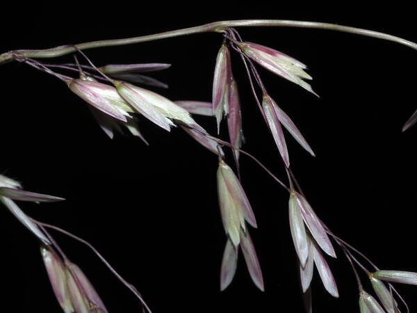 Ehrharta calycina Spikelets