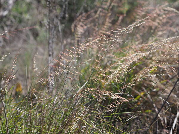 Ehrharta calycina Habit