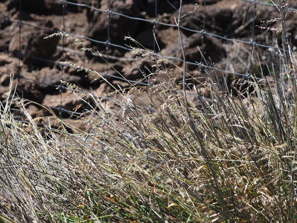 Ehrharta calycina Habit