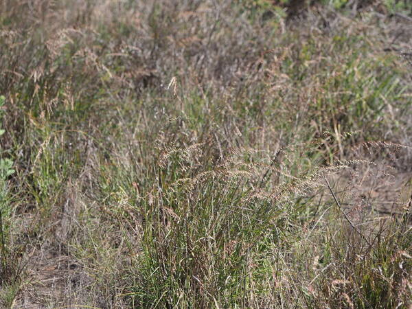 Ehrharta calycina Habit